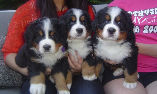 Prod�m o�kovan� �t��ata Bernsk�ho sala�nick�ho psa a feny.