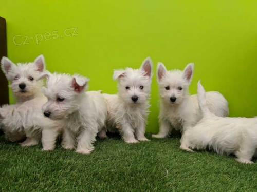 Prod�m �t��ata West Highland White Terriers
