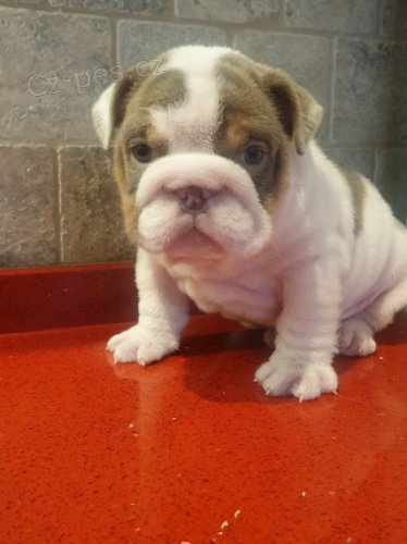 Prod�m �t��ata anglick�ho buldo�ka