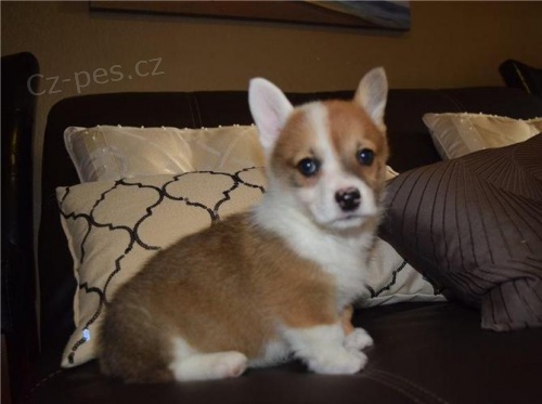 Krsn ttka Welsh corgi Pembroke