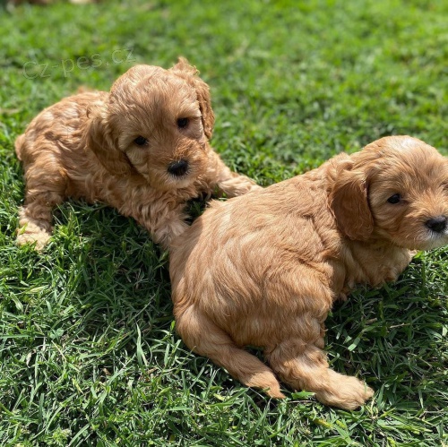 Cavapoo tata k adopci.