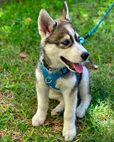 Rodokmen tat sibiskho husky k adopci.