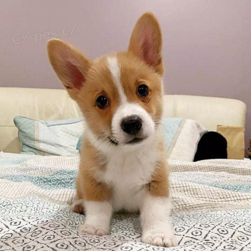 Chlapec a dvka Corgi tata k adopci.