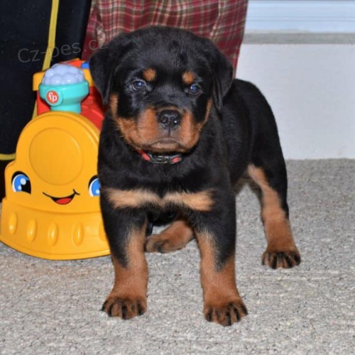 Ohromujc tata Rottweiler k adopci.