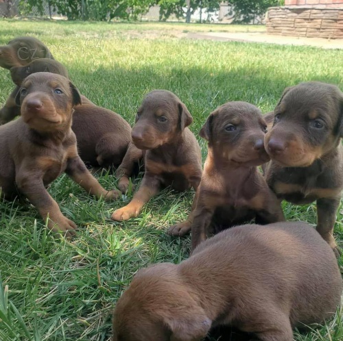 Krsn Doberman Pinscher tata k adopci.