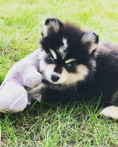 kr�sn� Pomsky �t��ata