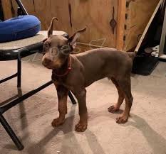 tata doberman