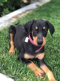 tata doberman