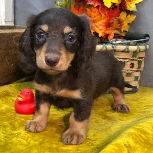 Prod�m zdrav�, od�erven� a o�kovan� �t��ata mini Jezev��k�