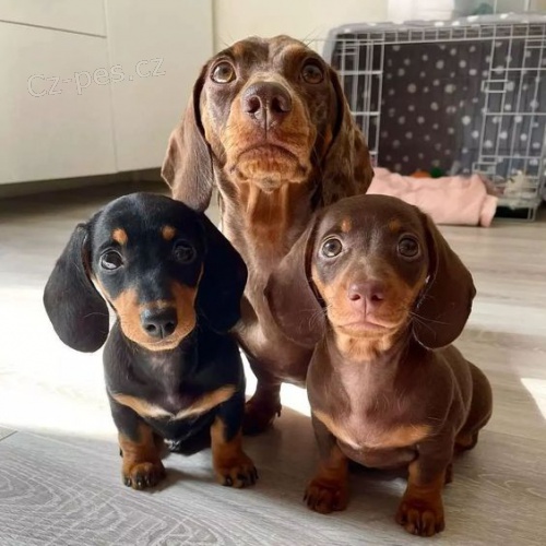 Prod�m �t��ata mini kr�tkosrst�ch jezev��k�