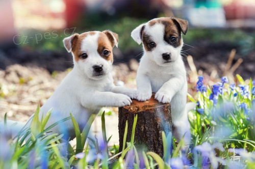 Prod�m zdrav� �t��ata jack russella.