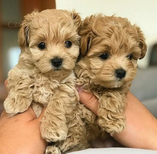 Prod�m mini �t��ata pudla a feny.