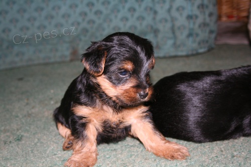 �t���tka hol�i�ka a chlape�ek - Jork��rsk� teri�r