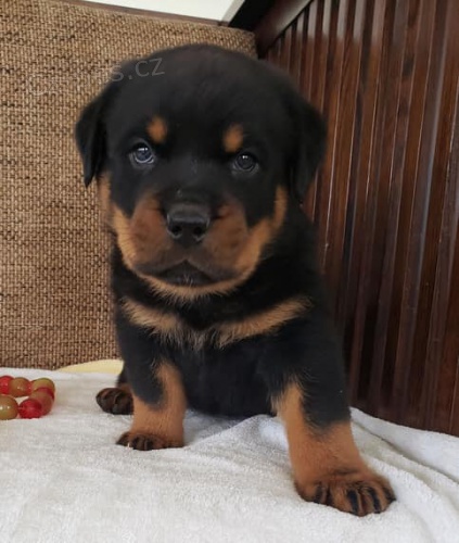 ڞasn tata Rottweiler.