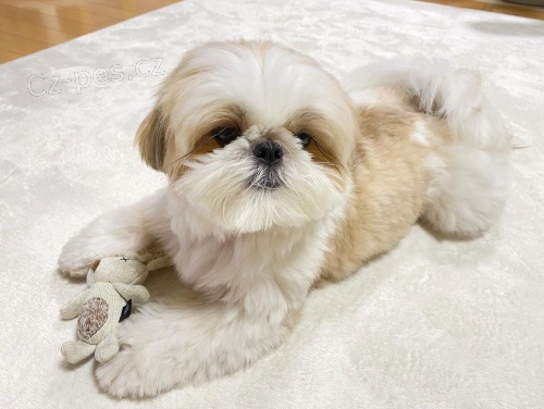 ڞasn shih Tzu tata.