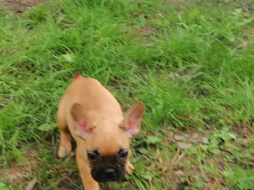 Francouzsk� buldo�ek