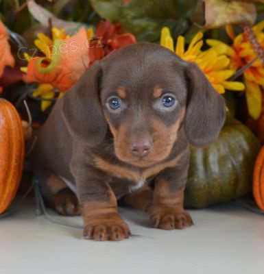 Prod�m zdrav�, od�erven� a o�kovan� �t��ata kr�tkosrst�ch trpasli��ch jezev��k�