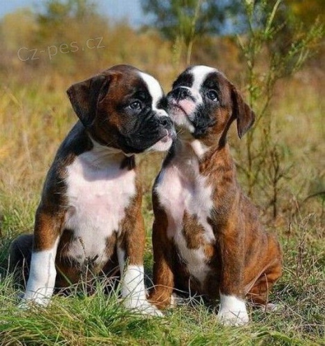 Prod�m o�kovan� a od�erven� �t��ata n�meck�ho boxera.