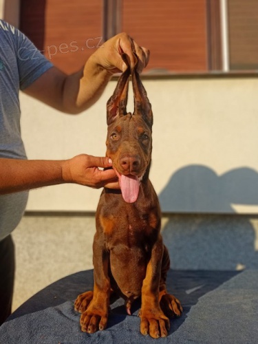 Dobrman �t�n� na prodej