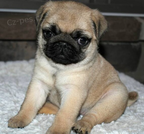 prod�m o�kovan� �t��ata b�ov�ho mopse.