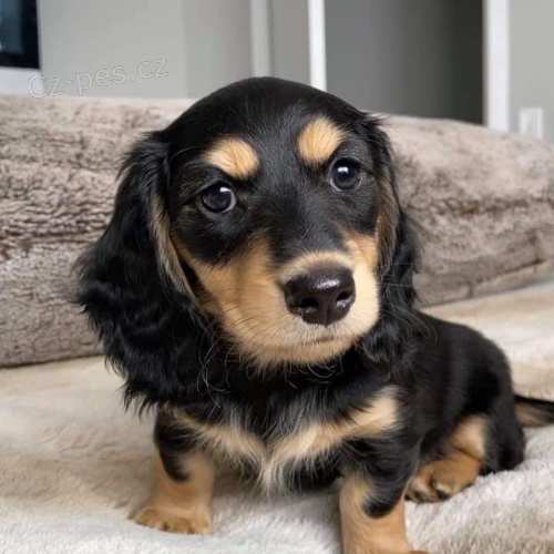 Prod�m zdrav�, o�kovan� a od�erven� fenky a pejsci mini Jezev��k�