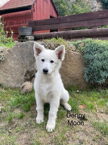 �t���tka b�l� �v�carsk� ov��k