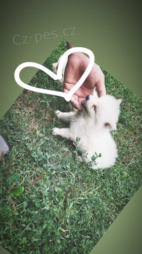 N�meck� �pic �t��ata