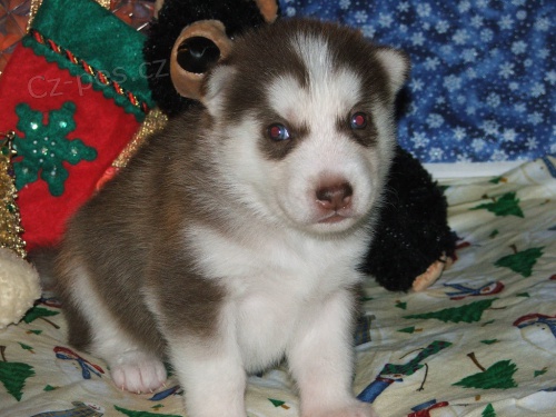 Sibi�sk� husky Fenku