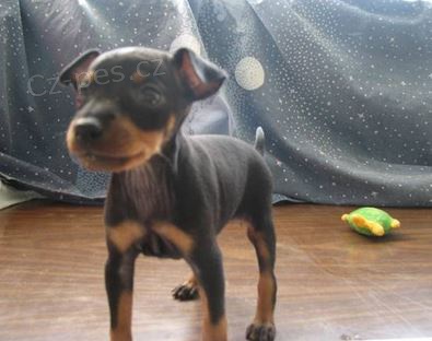 Rozkon tata Manchester Terrier k adopci