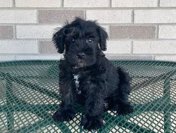 �t��ata Kn�ra� k dispozici