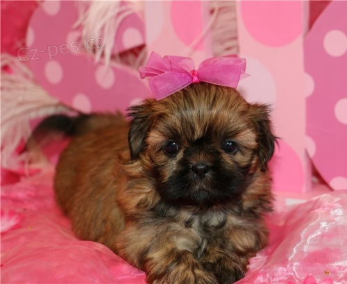 Rozko�n� �t���tka shih-tzu