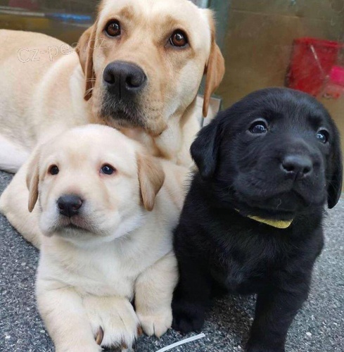 Ohromuj�c� �t��ata Labrador p�ipraven� ��t.