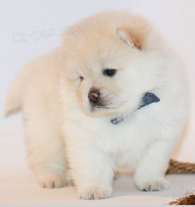 Rozko�n� �t��ata �au �au (Chow Chow)  k adopci