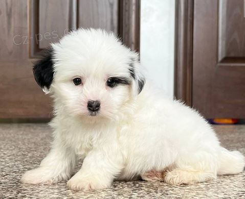 tata Coton de Tulear k dispozici