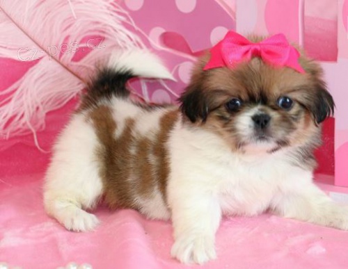 �t��ata pekingsk� k dispozici.