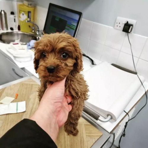 Roztomil� pudlov� �t��ata.