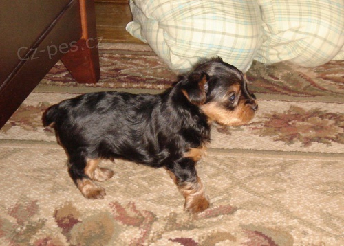 Jork��rsk� teri�r - spaltbiewer