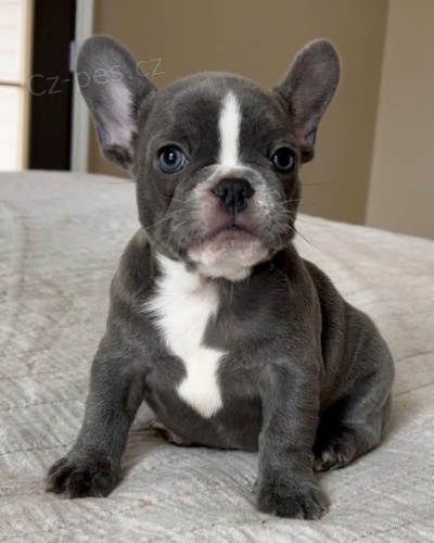 Prod�m o�kovan� a od�erven� �t��ata francouzsk�ho buldo�ka.