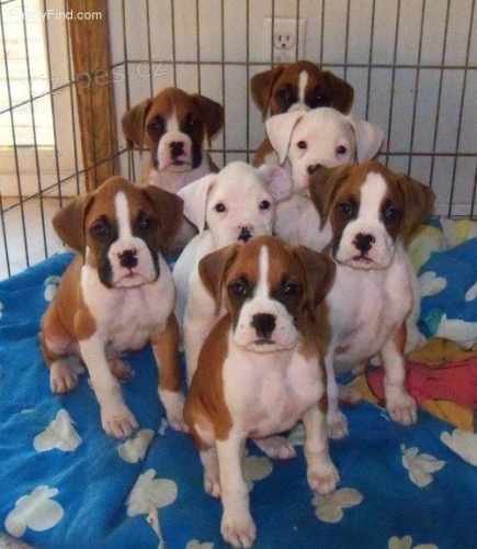 Prod�m o�kovan� a od�erven� �t��ata n�meck�ho boxera