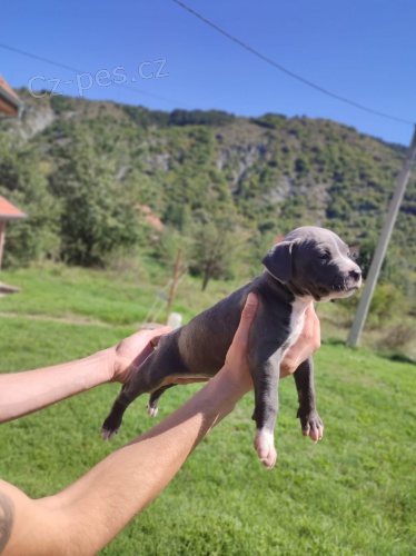 Americk� Pitbull teri�r �t��ata