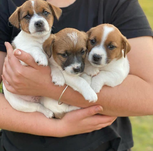 Roztomil tata Jack Russell.