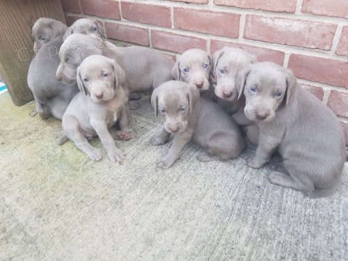 �t��ata v�marsk�ch oha�� na prodej