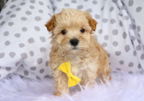 Prod�m kr�sn� �ajov� ��lek Maltipoo. Pouze pro v�n� osoby.