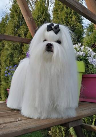 Malt�z��ek s PP