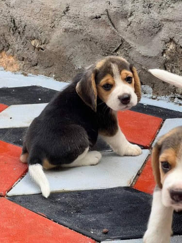 �t��ata b�gl�.