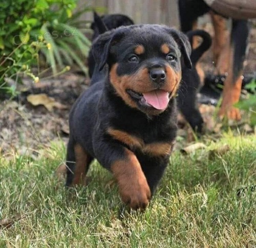 �t��ata Super Rottweiler.