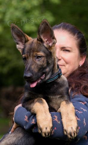 N�meck� ov��k s PP