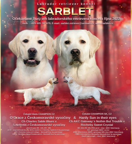 Labradorsk� retr�vr- �lut� �t���tka s PP