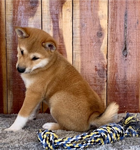 shiba inu 2**