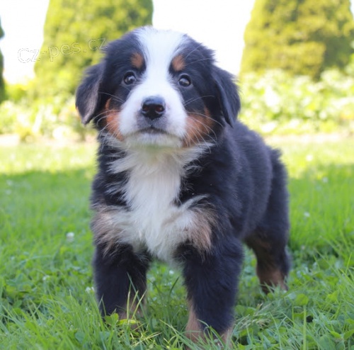 Prod�m o�kovan� a od�erven� �t��ata bernsk�ho sala�nick�ho psa.